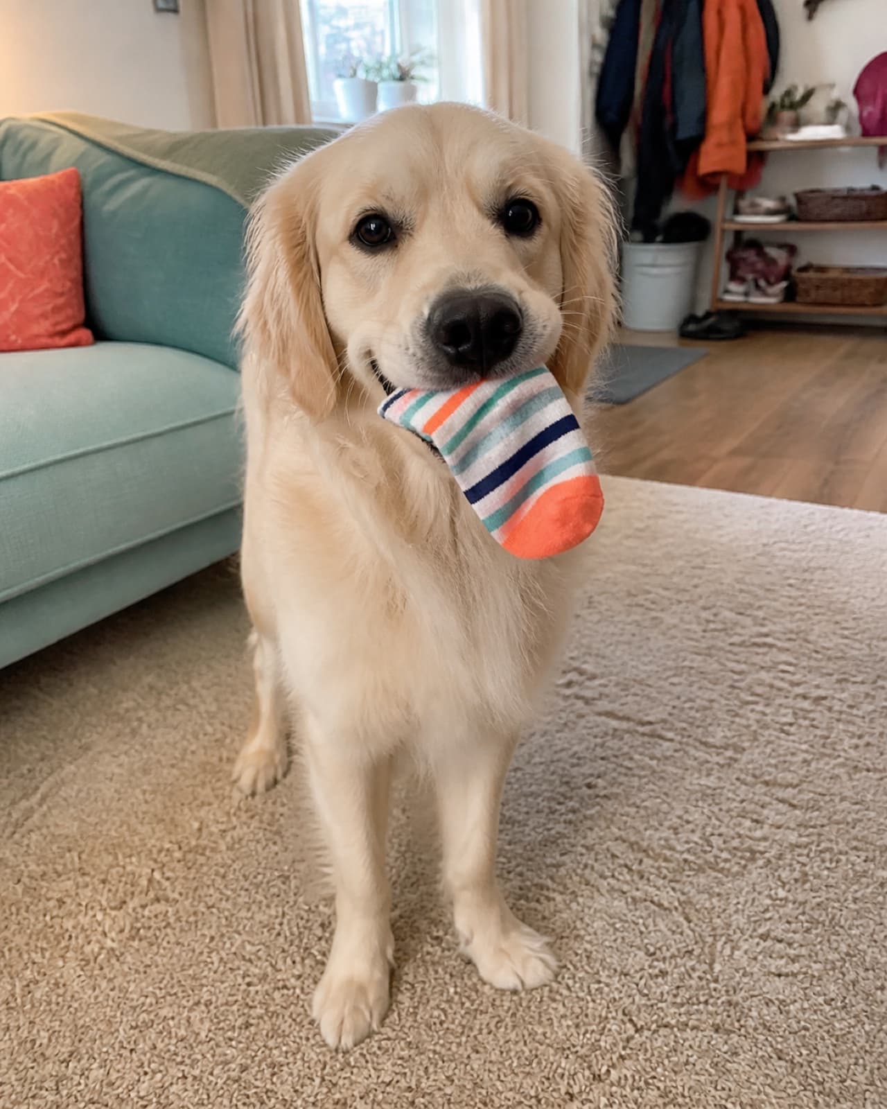 Golden retriever Bruno ze skarpetką w pysku